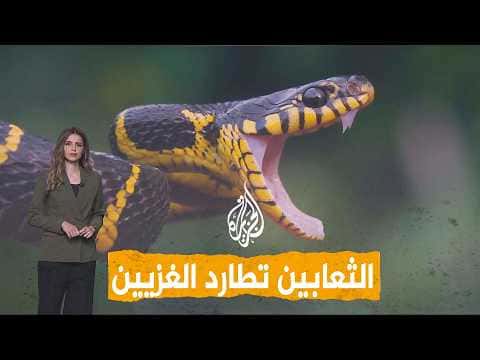 Black snake chases Palestinians in tents