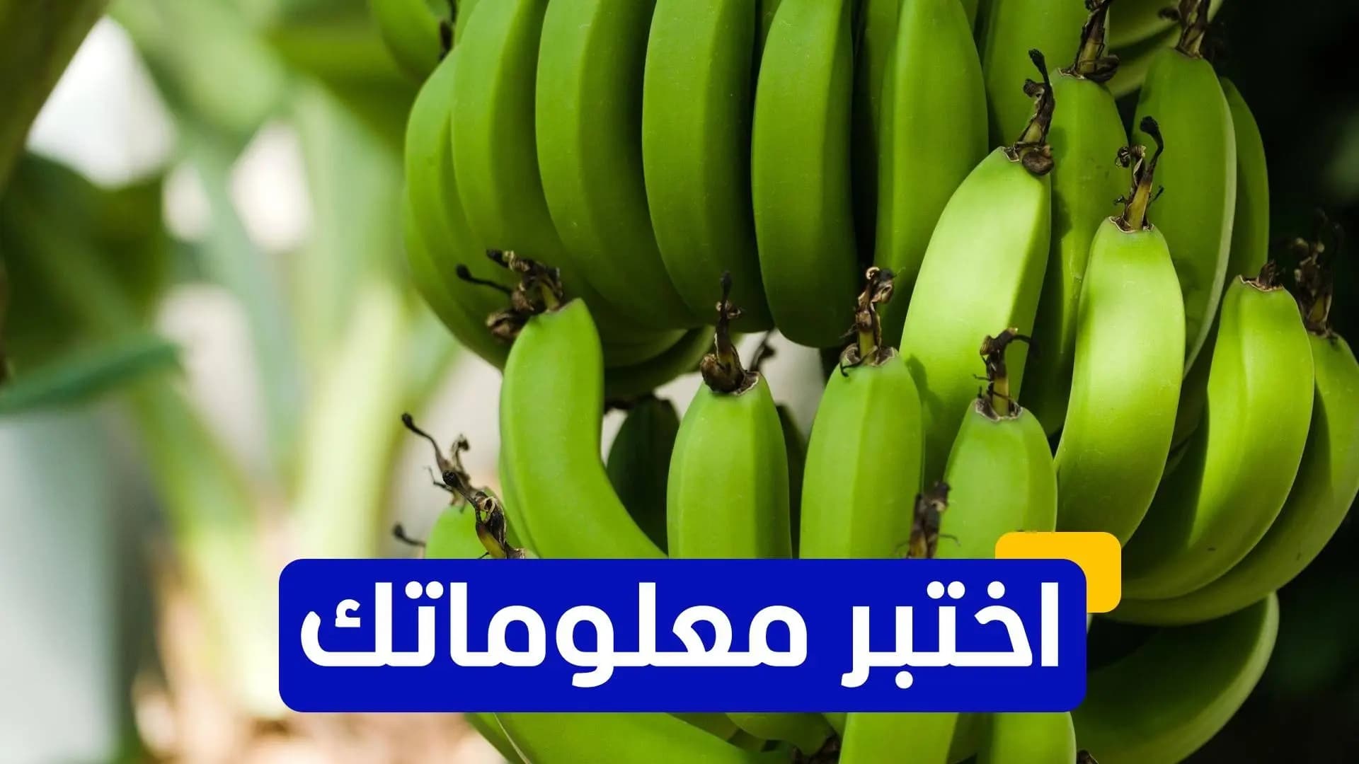 Banana Health Benefits Quiz