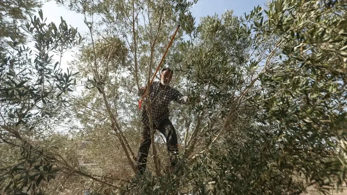 Two killed during olive harvest in southern Lebanon