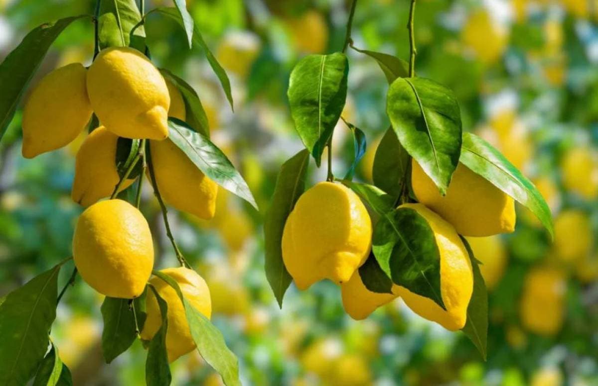 Lemon's role in disease prevention
