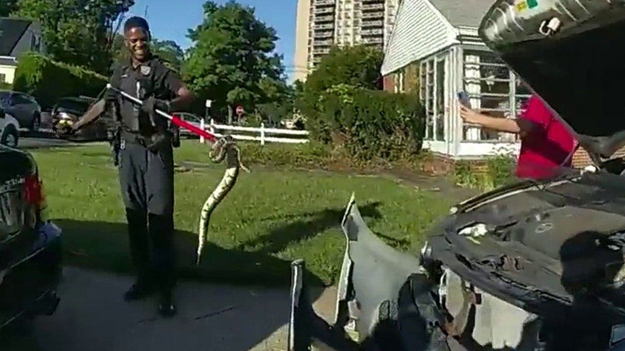 NJ police remove 3-foot python from car grille