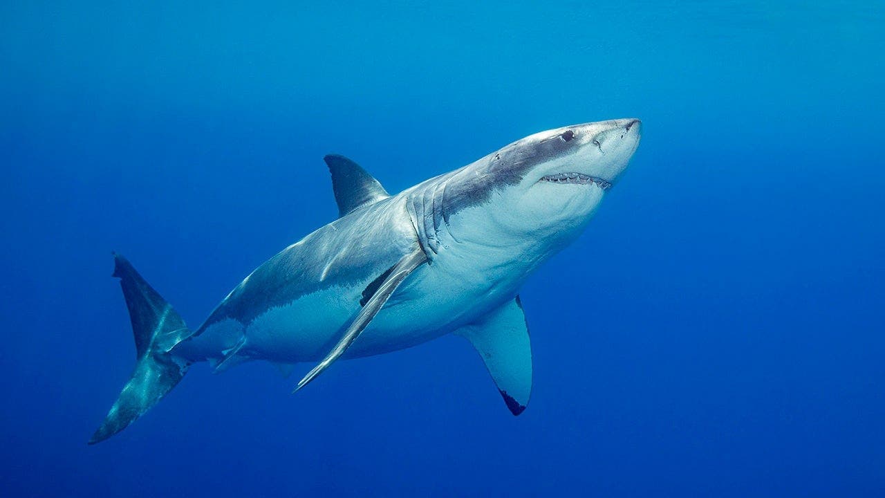 Father-to-be swimming at beach killed in suspected shark attack