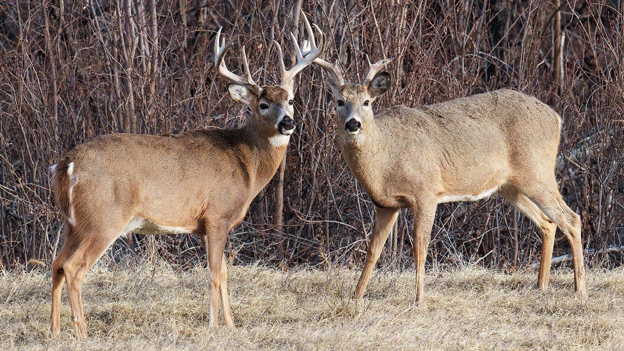 Trail cam shows buck with antlers of another deer