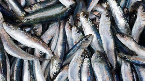 Fishmonger dumps sardines amid price collapse