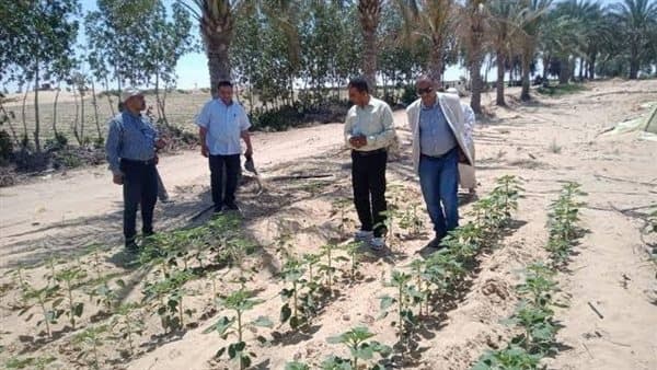 الزراعة تعرض جهود بحوث الصحراء في سيناء
