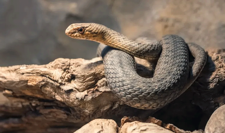 Fossil Snake from Dinosaur Era
